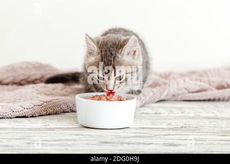 Tabby kitten eating food from white bowl on wooden floor. Baby cat eat junior food. Portrait of kitten while eating Stock Photo