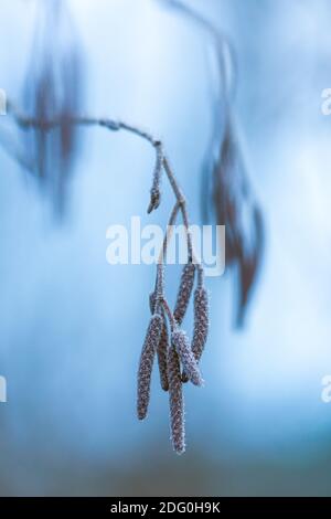 A totally frosted white branch on the bright blue sky. A branch covered in white frost with the bright blue sky background Stock Photo