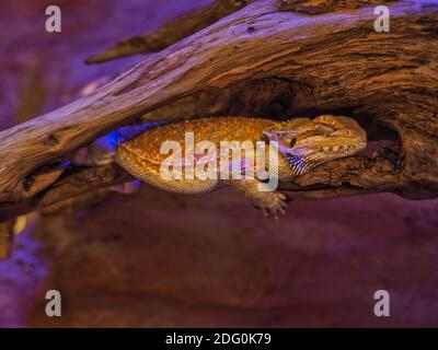 Bearded dragon, Pogona vitticeps, sleeping in a terrarium with artificial moonlight Stock Photo