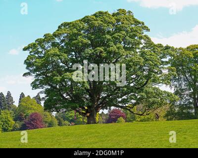 Large beautiful sycamore tree with green summer foliage in parkland in North Yorkshire, England, on a lovely summer day with a blue sky Stock Photo