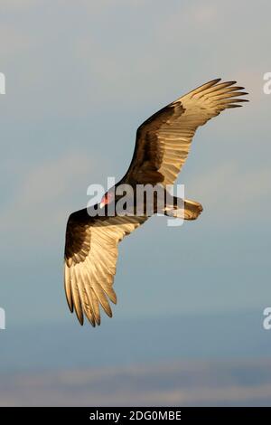 Turkey vulture (Cathartes aura) in flight, North Central Valley Wildlife Management Area, Llano Seco Unit, California Stock Photo