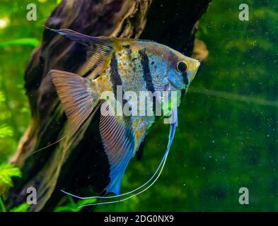 A common freshwater angelfish from the amazon jungle in a fish tank.  Stock Photo