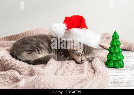 Christmas cat kitten in santa claus hat sleeping near Christmas tree miniature. New Year gray tabby kitten cat sleeping on pink plaid Stock Photo