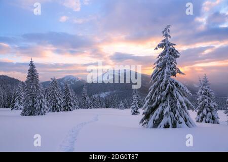 High mountain. Amazingl landscape on the cold winter day. Pine trees in the snowdrifts. Lawn and forests. Snowy background. Nature scenery. Location p