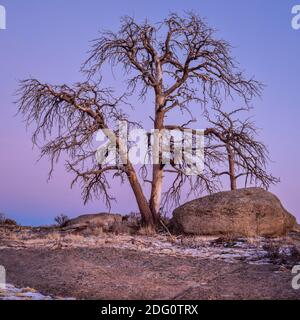dead pine tree and granite rock formation in Vedauwoo Recreation Area, Wyoming,  known to the Arapaho Indians as Land of the Earthborn Spirit, dusk wi Stock Photo