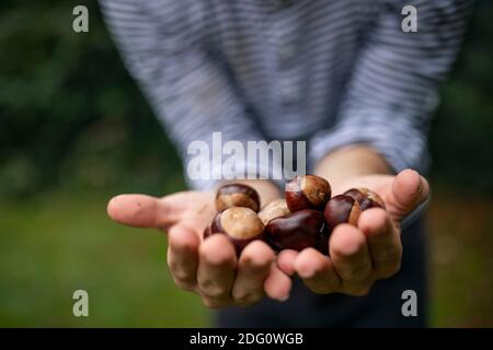 Unrecognizable man standing outdoors, holding conkers in hands. Stock Photo