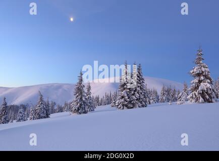 Amazingl landscape on the cold winter day. Pine trees in the snowdrifts. High mountain. Lawn and forests. Snowy background. Nature scenery. Location p Stock Photo