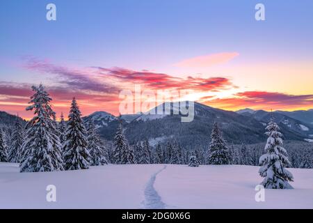 Awesome sunrise. High mountains with snow white peaks. Winter forest. A panoramic view of the covered with frost trees in the snowdrifts. Natural land