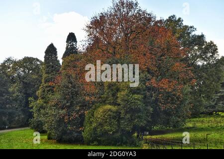 When the landscapes of Britain are starting to change colour, golden leaves spatter the ground and there¿ an official whiff of autumn in the air, there¿ nothing quite like heading outdoors to experience this magical time of yearpictured: Tyntesfield is a Victorian Gothic Revival house and estate near Wraxall, North Somerset, Sunday 11th October 2020. Stock Photo