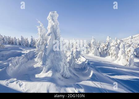 Winter scenery. On the lawn covered with snow the spruce trees are standing poured with snowflakes in frosty day. Stock Photo