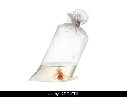 Gold fish in package Stock Photo