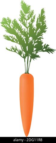 Vector carrot illustration. Isolated illustration of carrots. Realistic gradient carrot. EPS 10 Stock Vector