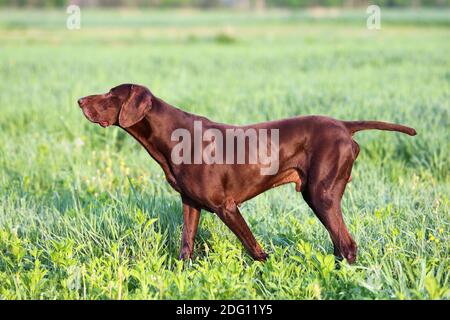 The brown hunting dog. A muscular hound, German Shorthaired Pointer, a thoroughbred, stands among the fields in the grass in the point, sniffed the sm
