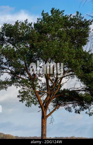 A pine tree with a blue sky and patchy clouds in the background. Picture from Lake Vomb in Scania county, Sweden Stock Photo