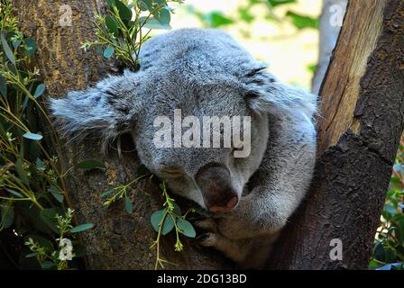 Little koala sleeping on a tree Stock Photo