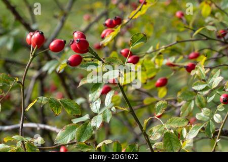 Rose hips are the non-toxic nut fruits of the dog rose. The wild roses or dog roses on which the fruits grow are also commonly referred to as rose hip Stock Photo