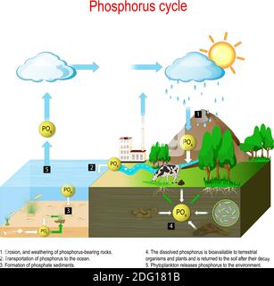 Phosphorus cycle. biogeochemical cycle. education chart. vector illustration. diagram with explanation. Erosion, and weathering of phosphorus-bearing Stock Vector