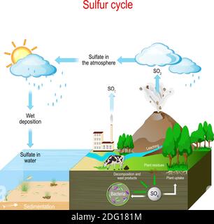 Sulfur cycle. biogeochemical cycle. education chart. vector illustration. diagram with explanation. Stock Vector