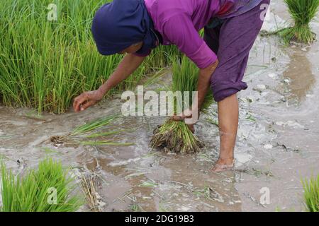 Asian farmer harvesting rice plant for transplant rice seedlings in the paddy field at countryside of Indonesia. Stock Photo