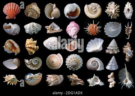 Shells. Stock Photo