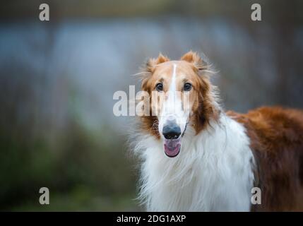 Male of purebred russian borzoi dog in gray weather against the lake Stock Photo