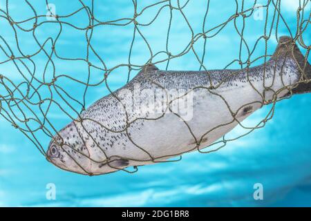 Stuffed toy fish caught in net. For Brexit no-deal / EU access to UK waters & fish stocks. Fishing quotas, Common Fisheries Policy, fisheries dispute. Stock Photo
