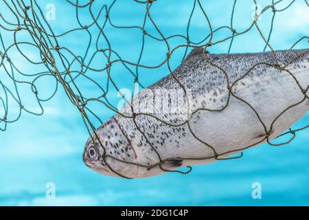 Stuffed toy fish caught in net. For Brexit no-deal / EU access to UK waters & fish stocks. Fishing quotas, Common Fisheries Policy, fisheries dispute. Stock Photo