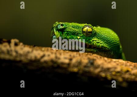 green snake resting chin on branch Stock Photo