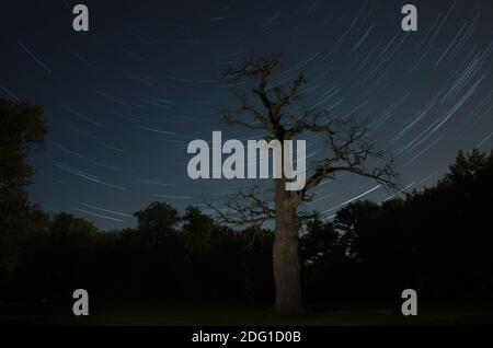 Old oak tree in front of starry sky near Ivenack Stock Photo