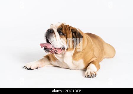 The dog is lying down with its mouth open. The English Bulldog was bred as a companion and deterrent dog. A breed with a brown coat with white patches. Stock Photo