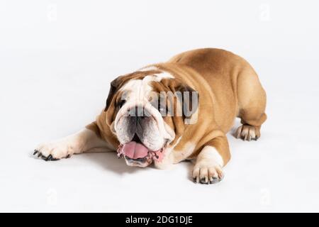 The dog is lying down with its mouth open. The English Bulldog was bred as a companion and deterrent dog. A breed with a brown coat with white patches. Stock Photo