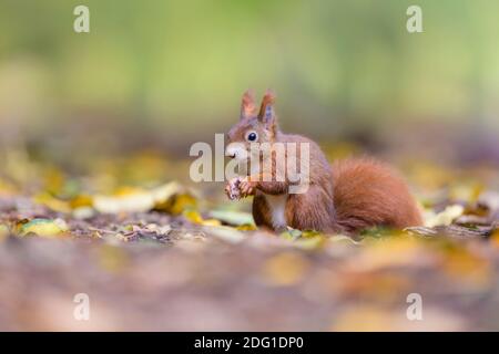 Eurasisches Eichhoernchen, Sciurus vulgaris, Eurasian red squirrel Stock Photo