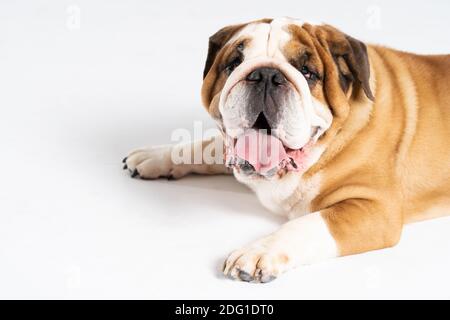 The dog is lying down with its mouth open. The English Bulldog was bred as a companion and deterrent dog. A breed with a brown coat with white patches. Stock Photo