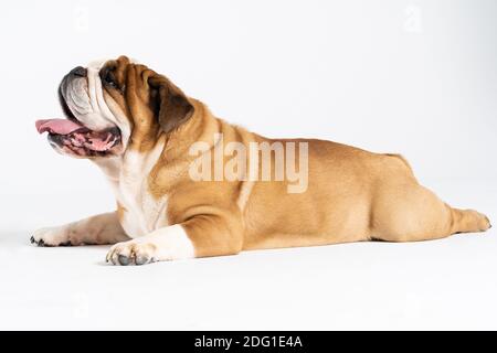 The dog is lying down with its mouth open. The English Bulldog was bred as a companion and deterrent dog. A breed with a brown coat with white patches. Stock Photo