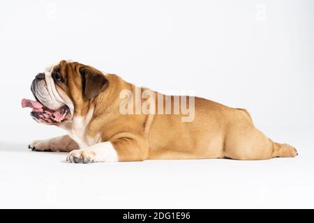 The dog is lying down with its mouth open. The English Bulldog was bred as a companion and deterrent dog. A breed with a brown coat with white patches. Stock Photo