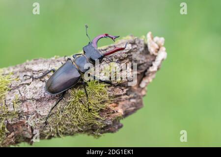 Maennlicher Hirschkaefer, Lucanus cervus, Male Stag beetle Stock Photo