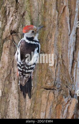 Mittelspecht, Dendrocopos medius, Middle spotted woodpecker Stock Photo