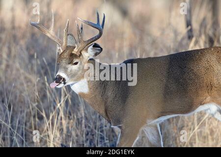 White-tailed deer (Odocoileus virginianus) stag, Calgary, Alberta, Canada Stock Photo