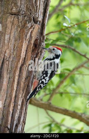 Mittelspecht, Dendrocopos medius, Middle spotted woodpecker Stock Photo