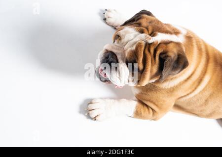 The dog is lying down with its mouth open. The English Bulldog was bred as a companion and deterrent dog. A breed with a brown coat with white patches. Stock Photo