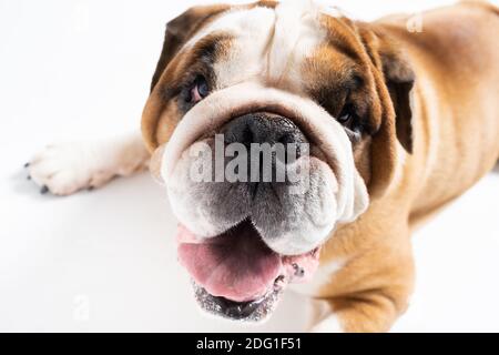 The dog is lying down with its mouth open. The English Bulldog was bred as a companion and deterrent dog. A breed with a brown coat with white patches. Stock Photo