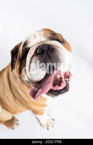 Open mouth. The English Bulldog was bred as a companion and deterrent dog. A breed with a brown coat with white patches. Stock Photo