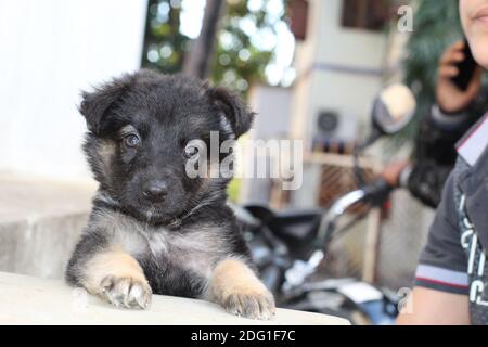 Cute little german shephard puppy in hand Stock Photo