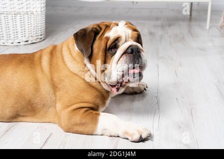 The dog is lying down with its mouth open. The English Bulldog was bred as a companion and deterrent dog. A breed with a brown coat with white patches. Stock Photo