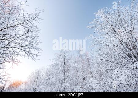 Fosty winter landscape in snowy forest, winter background Stock Photo