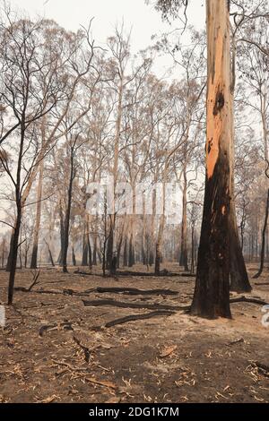 Bushfire damage in East Gippsland, Victoria, Australia Stock Photo