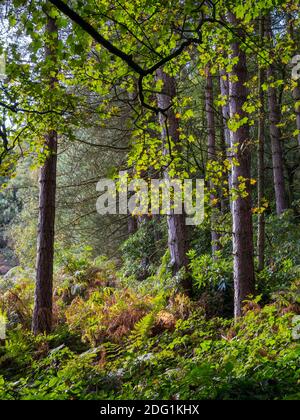 Pine trees growing in mixed woodland in late summer sunshine with leaves beginning to turn into their autumn colours. Stock Photo
