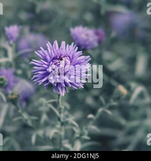 Selective focus to violet-lavender Aster Alpinus or blue Alpine Daisy on blurred garden flower bed background in trendy color Tidewater Green. Stock Photo