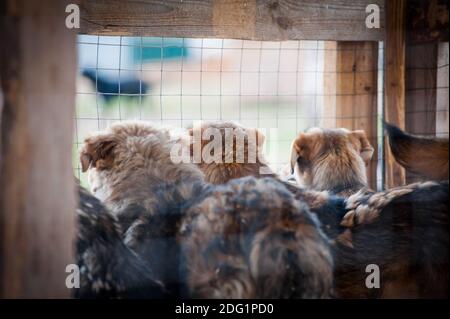 Young rescued dogs in dog shelter in cage waiting for their new homes Stock Photo