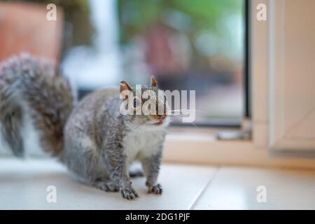 Front view close up of a cheeky, wild UK grey squirrel (Sciurus carolinensis) sitting in kitchen by back door waiting for food! Stock Photo